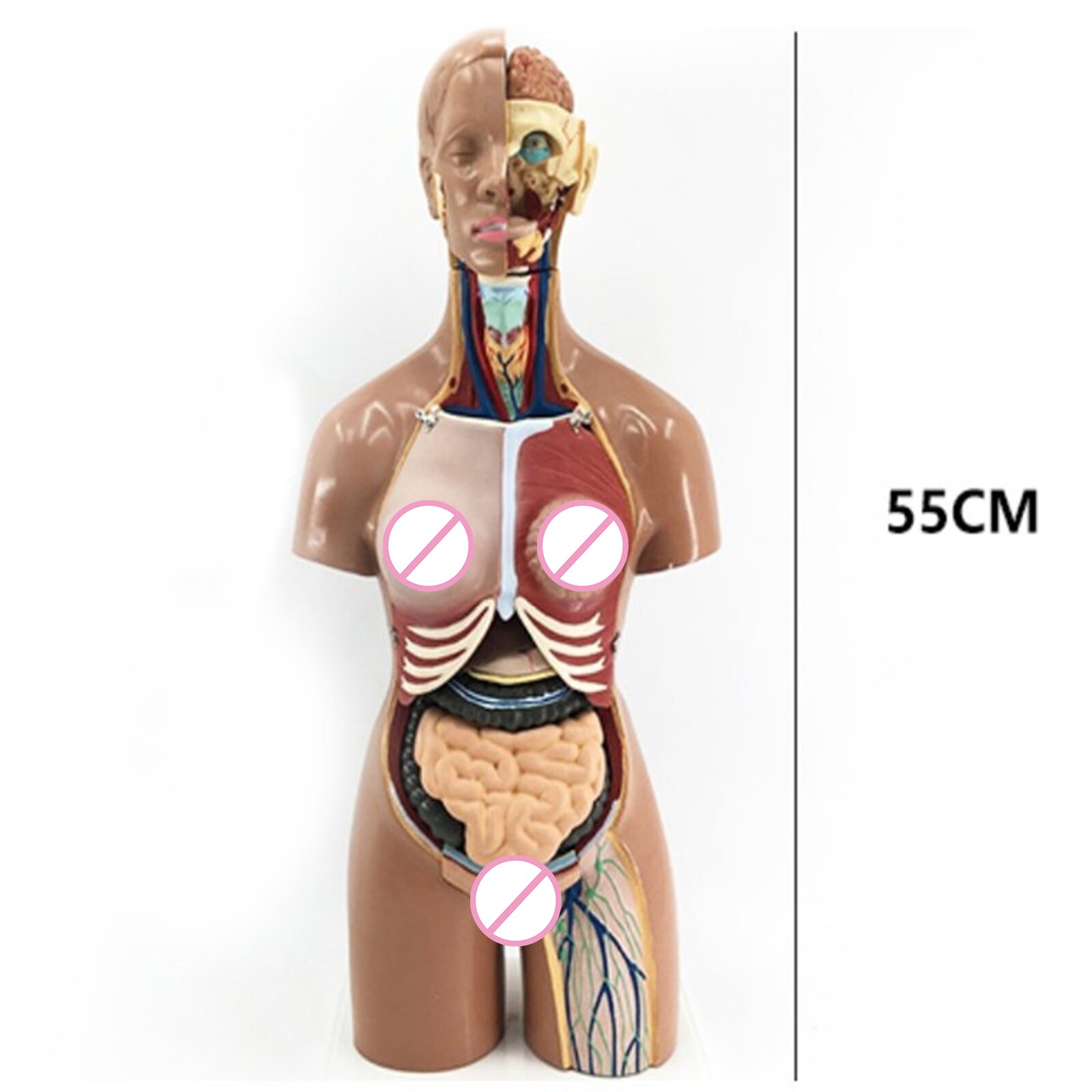 4D Anatomical Assembly Model of Human Organs for Teaching Education School C44