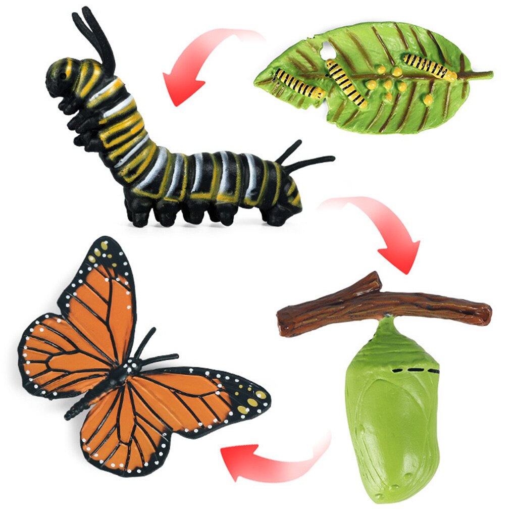 Nature Butterfly Life Cycle Stages Insect Growth Figures Playset Pre-school Early Education Learning Toys for Kids Toddlers