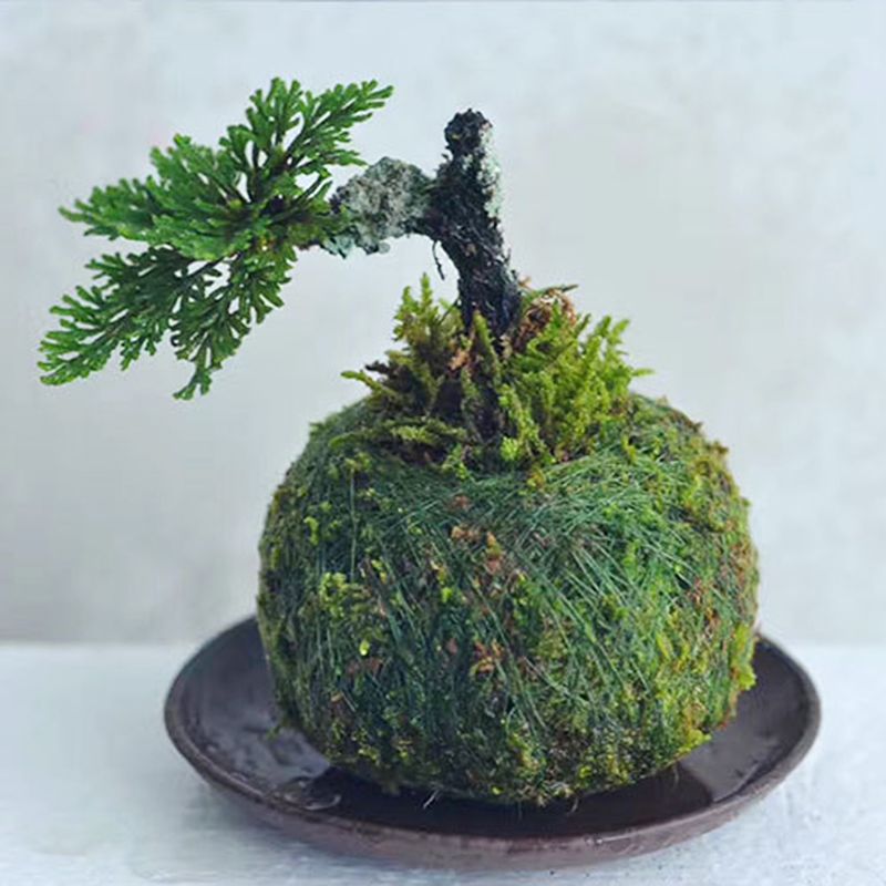 Moss Ball Pot Bird Nest Flower Plant Home Office Desk Table Garden DIY Decoration