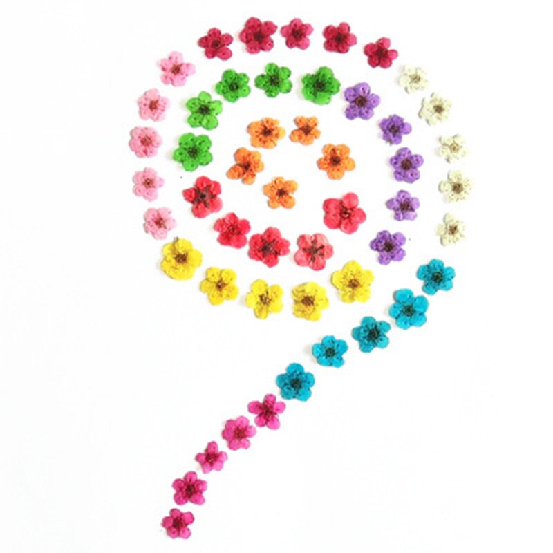 10 st  /1 box äkta nagelblommor gör-det-själv naturliga torkade blommor naglar konst dekoration torr flowe manikyr tillbehör blomdekaler