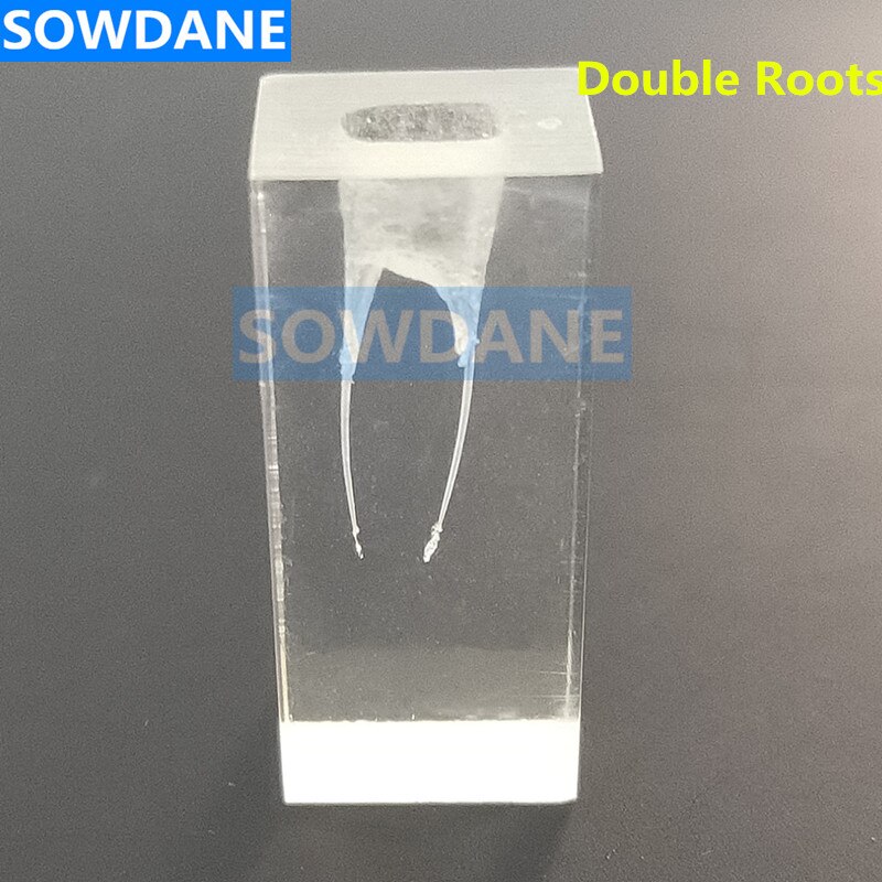 1:1 résine endodontique dentaire étudiant étude pratique modèle d'opération Transparent sans fichiers: 3 pcs double roots