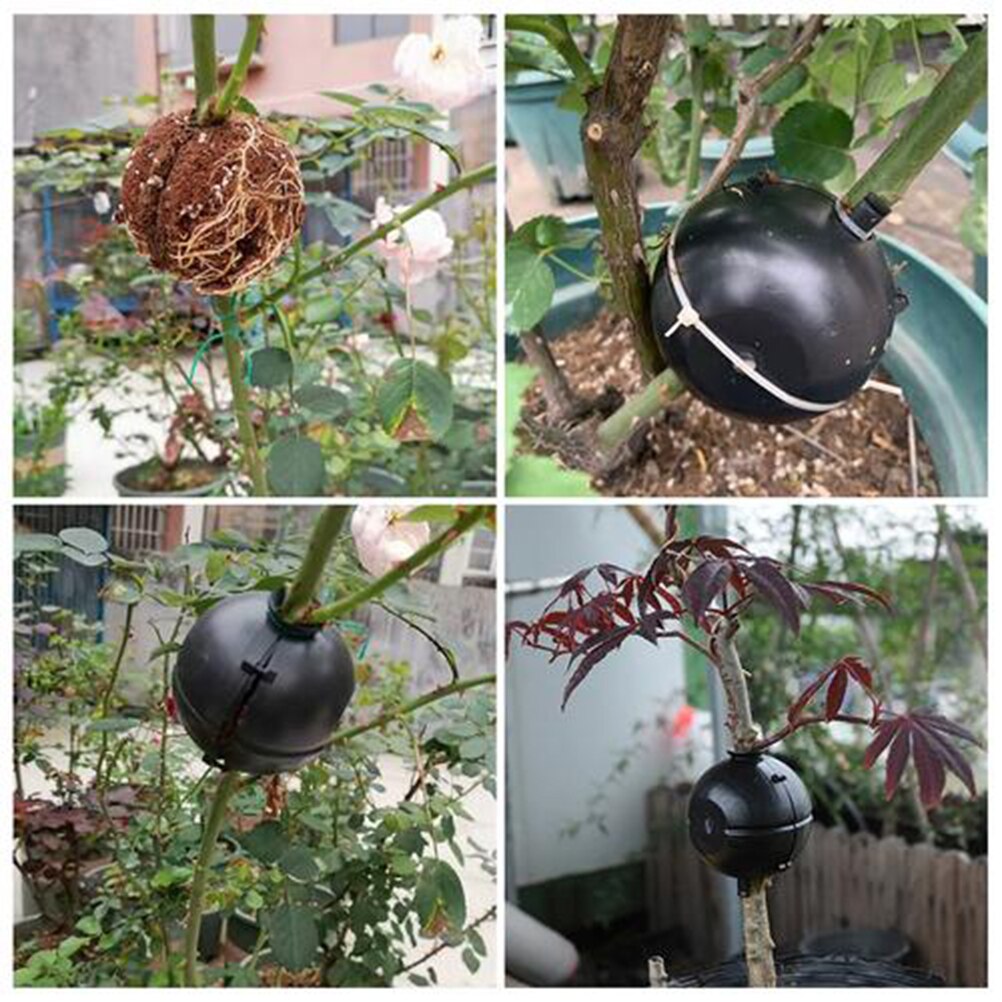 Plant Wroeten Apparaat Plant Wortel Enten Doos Hoge Druk Voortplanting Enten Aseksuele Reproductie Apparatuur Voor Fruit Struiken