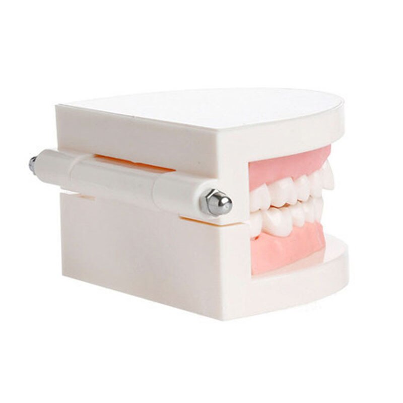 Dental Dentist Adult Standard Typodont Demonstration Teeth Teaching Model Standard Tooth Model(Soft Gums for 28 teeth) 2004