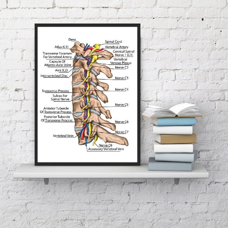 Human Spinal Nerve and Vertebral Artery Diagram Prints Medicine Education Poster Doctor Office Wall Art Decor