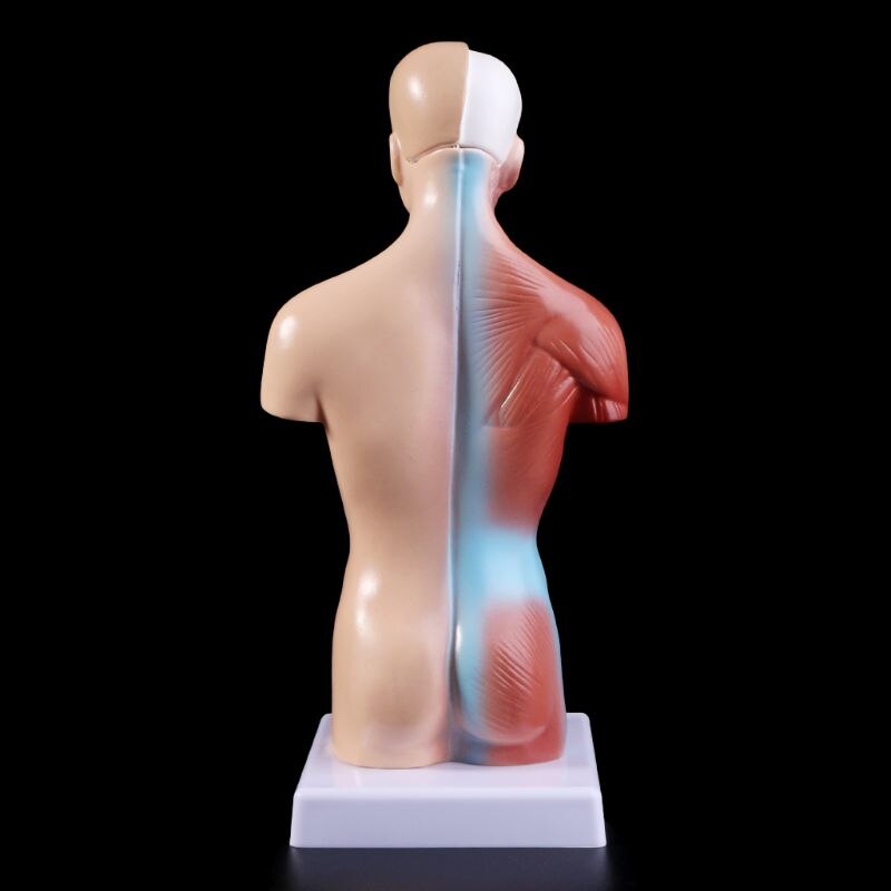 Human Torso Body Model Anatomie Anatomisch Medische Interne Organen Voor Onderwijs