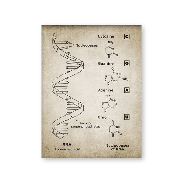 Dna og rna genetisk kode wall art prints genetik biokemi studerende vintage videnskab retro plakat kraftpapir: 42 x 30cm uden ramme / Hvid