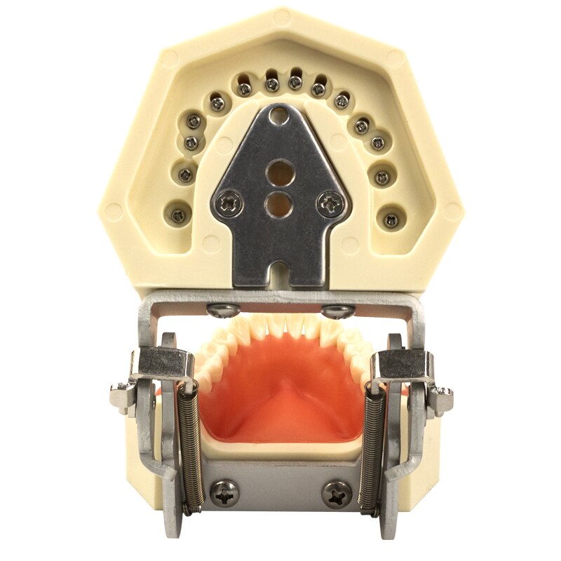 Resin Dental Model 28 Removable Teeth Model Dental Tooth Typodont Model for dentist Teaching Gum teeth model Dentistry Equipment