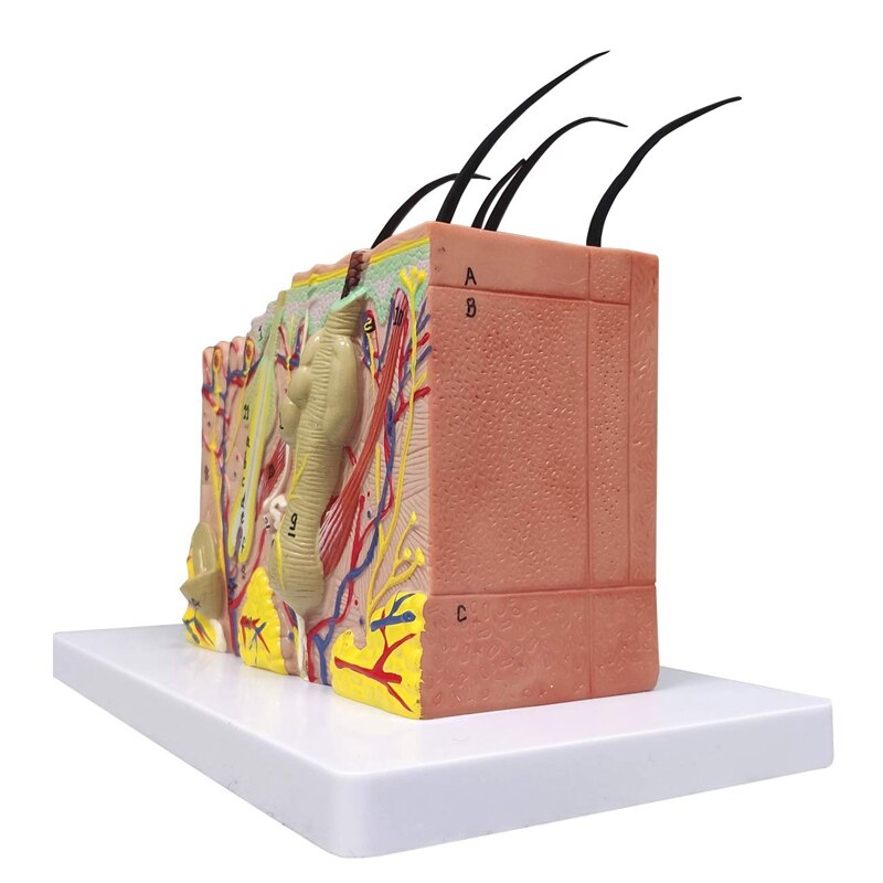 Skin Model, 35X Vergroot Anatomisch Model Anatomie Voor Science Classroom Studie Display Onderwijs Model