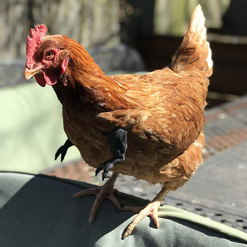 Braccia per pollo decorazione per animali domestici giocattolo per polli da compagnia