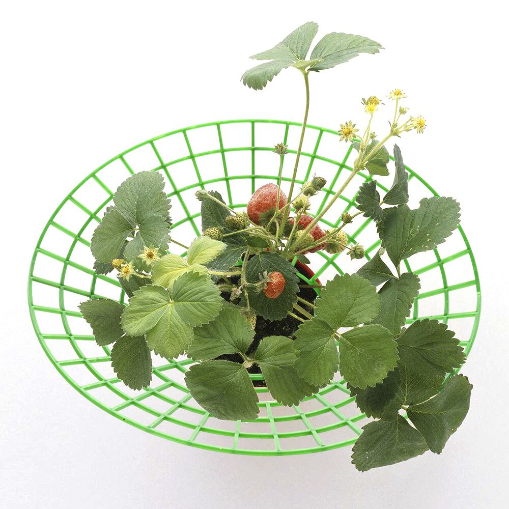 Strawberry Supports Stand Plastic Seeds Vegetables Stand Removable Tools Strawberries Growing Strawberry Growing Circle