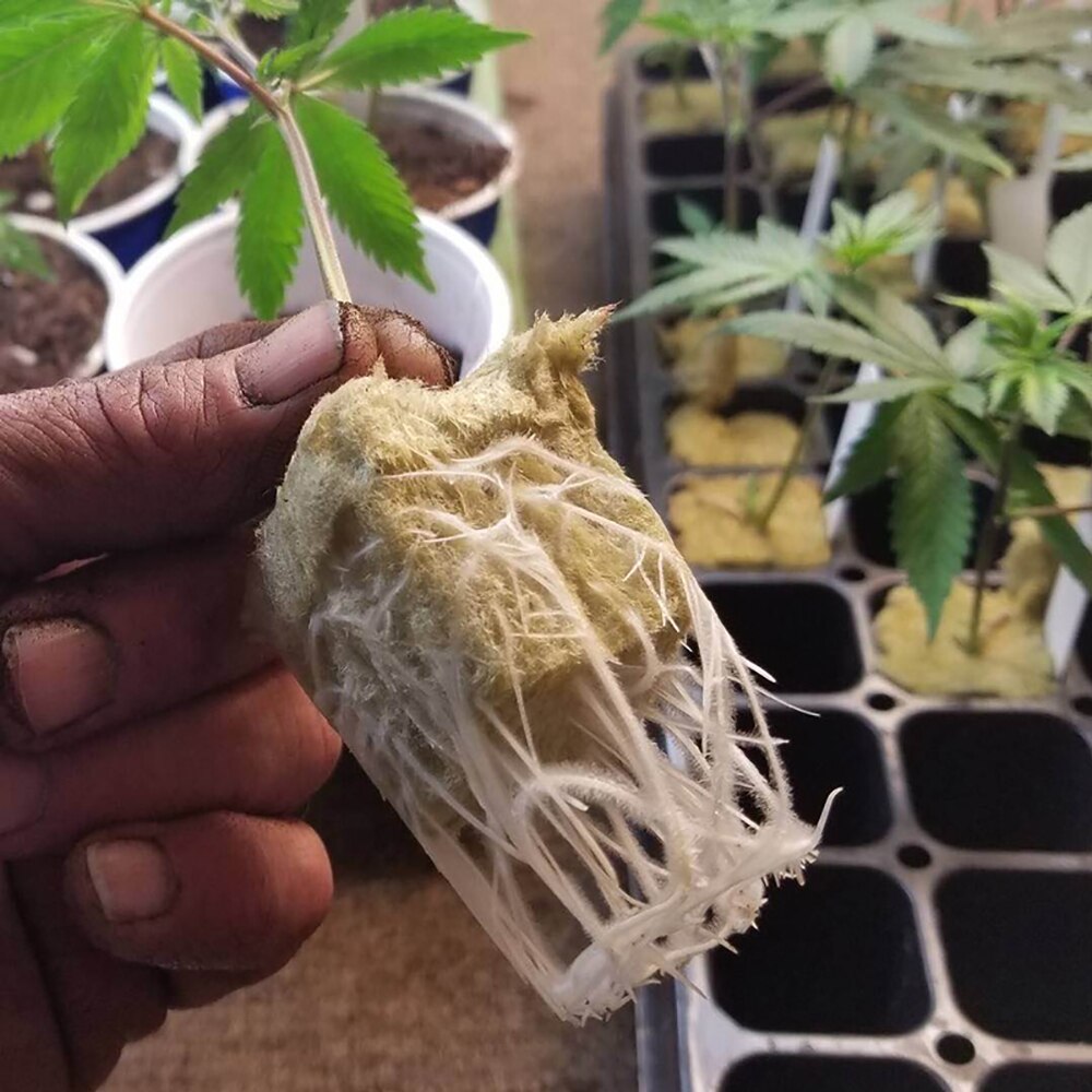 50 stk rockwool plantestarter vokse plug kuber base praktiske kuber for hage drivhus frukthage solrom hydroponic applikasjoner