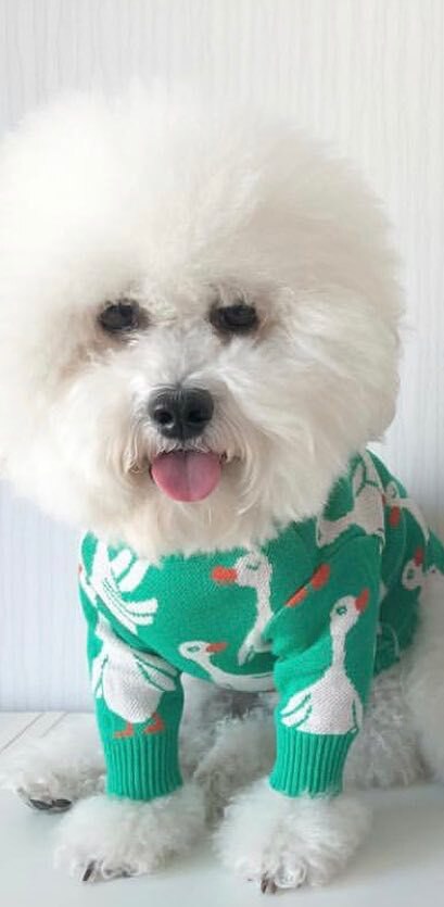 Kleine hond trui puppy kat gebreide revers strik trui kleding hondje Kleine hond trui puppy kat gebreide revers strik trui kleding hondje