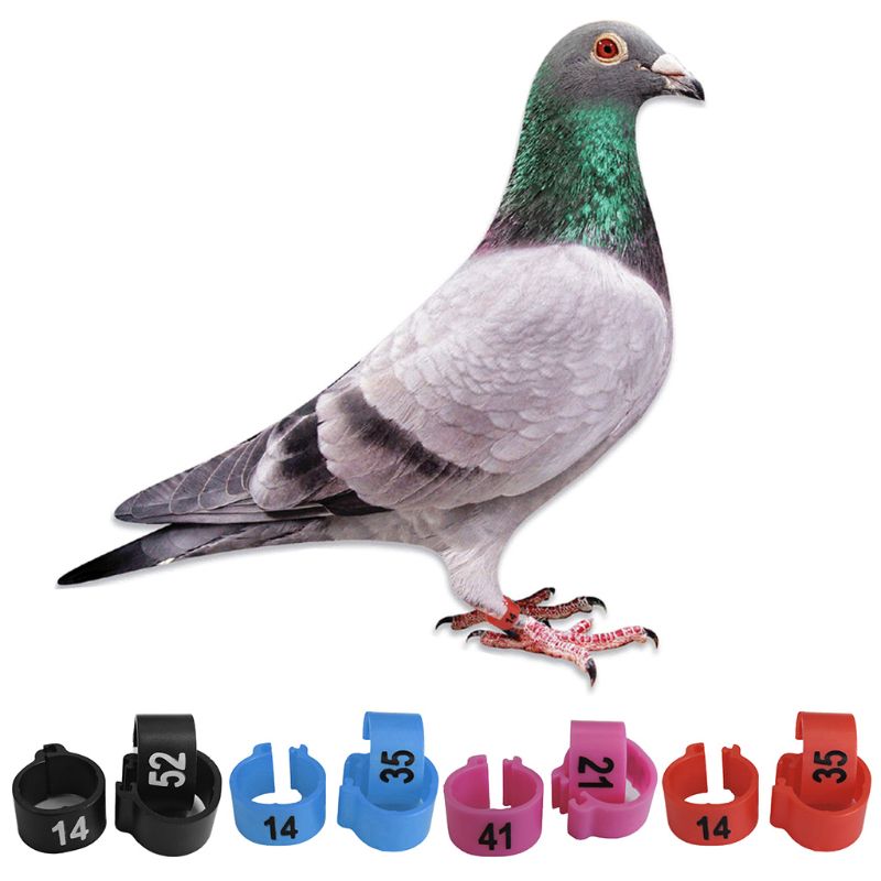 100 Stuks Nummer Erkenning Vogel Ring Soorten Identificeren Duif Bands Training Ringen Huisdier Vogel Label Aanmelden Pigeon Chicks Bantam