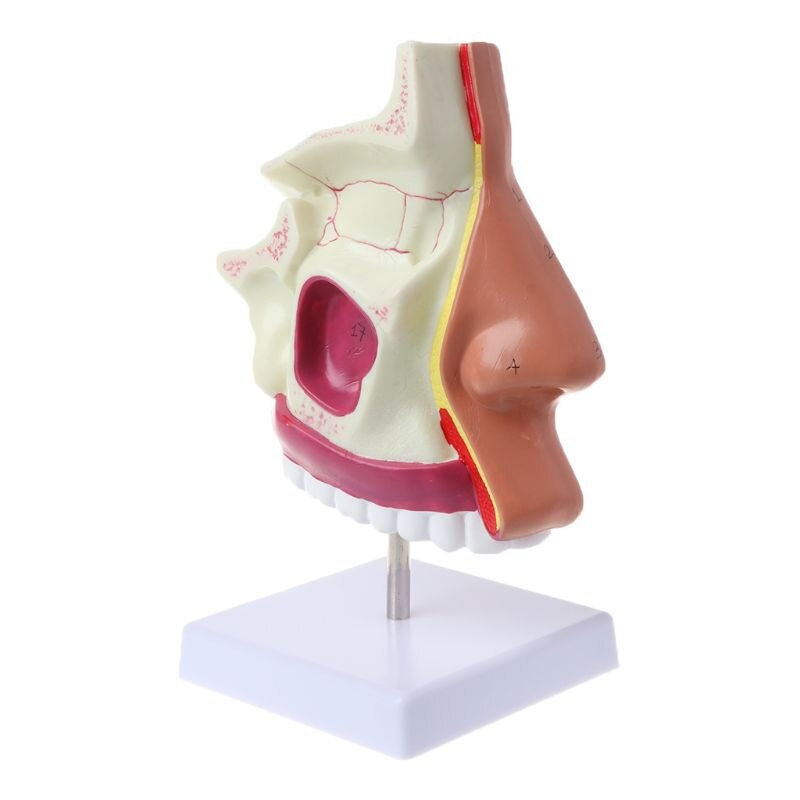 Menschlichen Nasenhöhle Anatomie Modell Medizinische Nase Hohlraum Struktur Für Wissenschaft Klassenzimmer Studie Anzeige Lehre