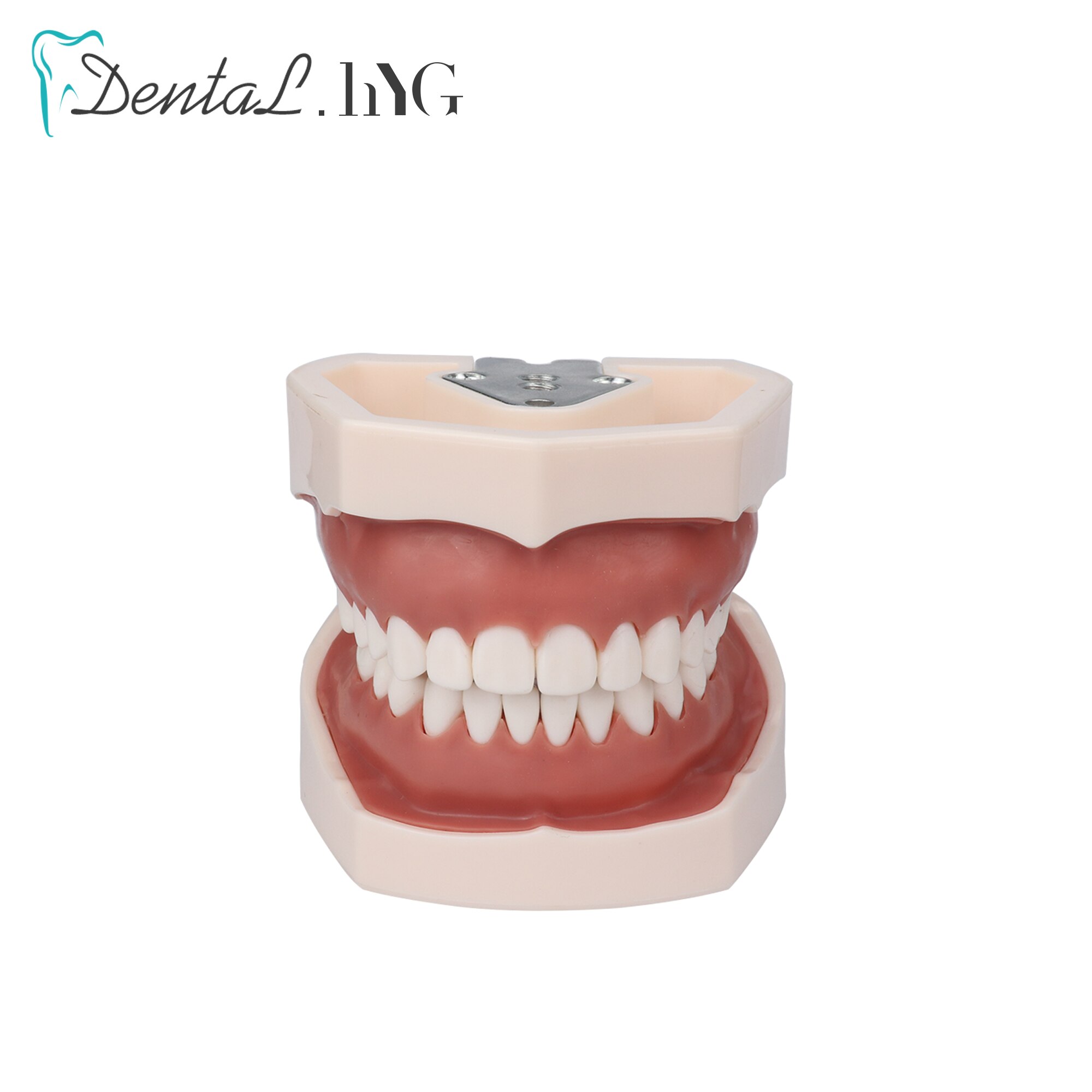 Dental model Teeth model gum teeth Teaching Model Standard Dental Typodont Model Demonstration With Removable Tooth 28Pcs