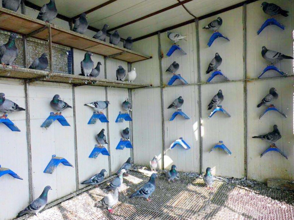 20 pièces oiseaux colombe Pigeon repos support cadre Dwelling Roost perchoirs oiseaux repos support cadre Dwelling perche oiseaux fournitures outil