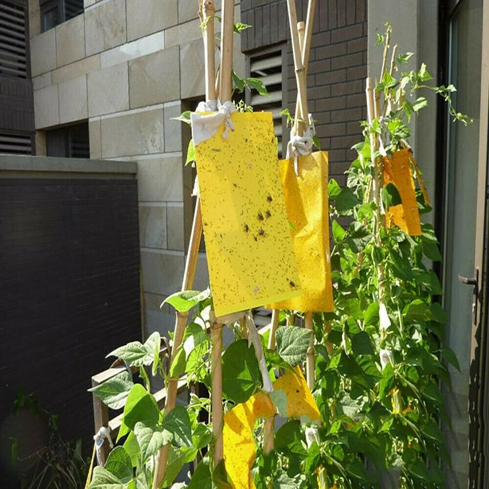 20x15 summen Obst Fliege Insekt Moskito Mörder Insekten Pest Fänger Fliegenfalle Aufkleber Gremium für Küche Bauernhof Anlage garten