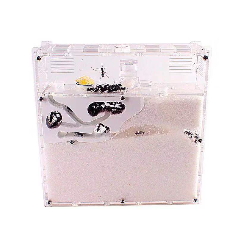 Ant Workshop Ecological acrylic Ant Nest Acrylic Sand Nest Sandcastle Home Living for Ants
