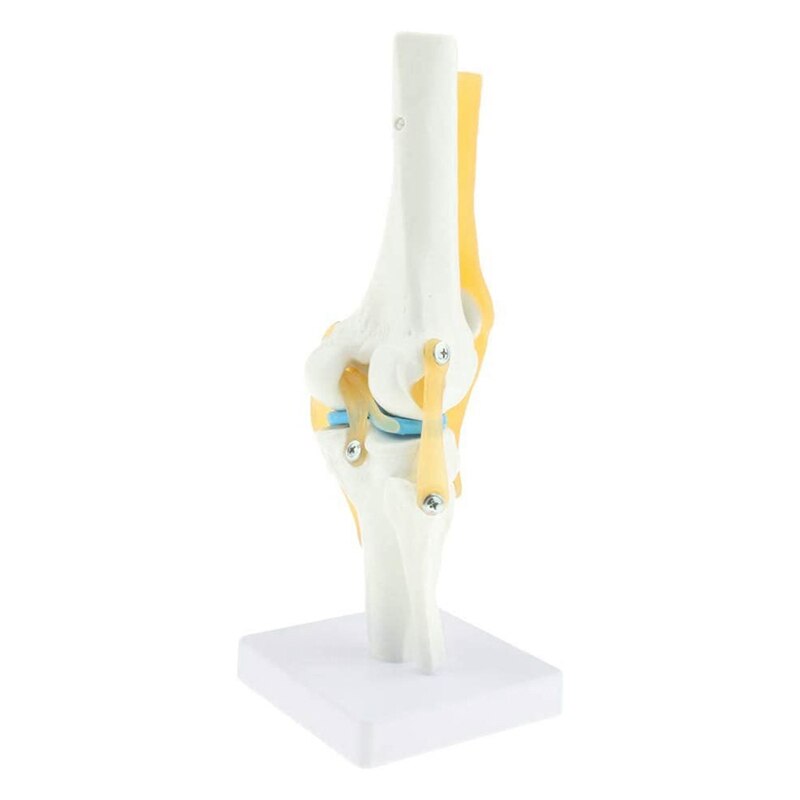 1:1 Levensgrote Knie Anatomisch Model (Menselijk Functionele Knie Ligament Model): Default Title