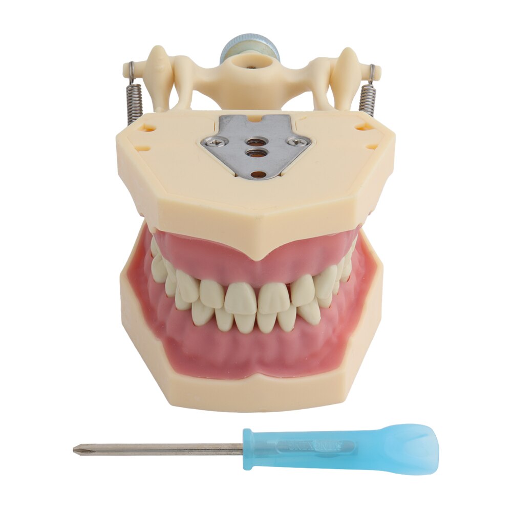 Dental Model Teeth Model Dental Teaching Model Standard Model With 32 Screw-in Teeth Demonstration Teeth Model 24 28pcs Teeth