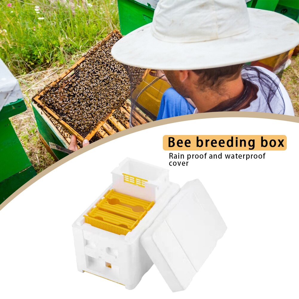 Rainha abelha criação de acasalamento colméia nuc colheita polinização abelhas colmeia caixa ferramentas apicultura reserva para apicultores suprimentos