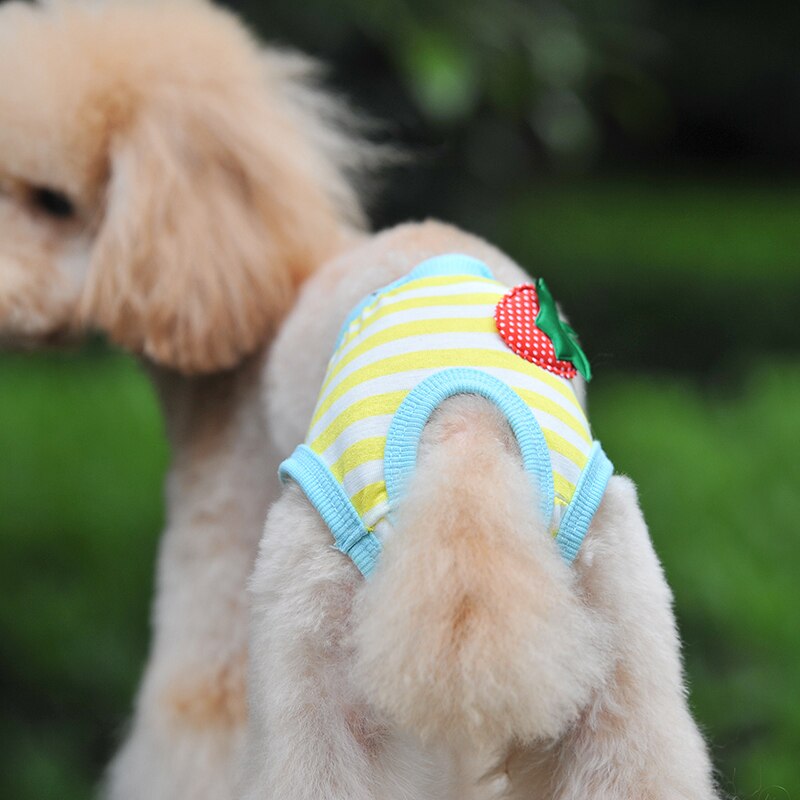 Lief teefje, puppy, gestreepte panty, korte luier, ondergoed