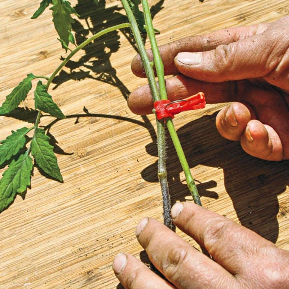 200pz Di Plastica innesto Innesto clip di Pianta Da Giardino Supporto per la Verdura Fiore di Pomodoro Steli aggiustare Crescere in Posizione Verticale Strumento Innesto