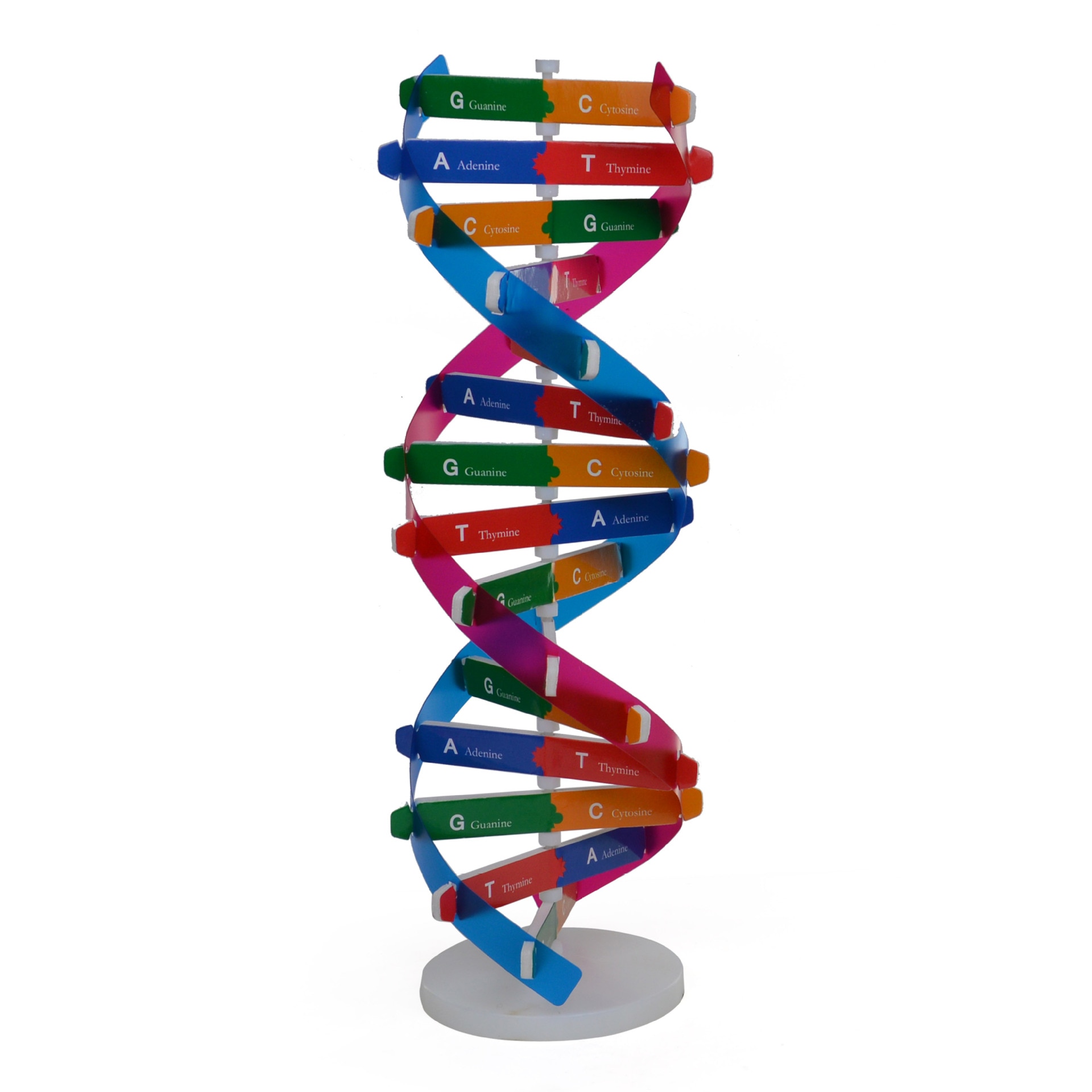 Human gen dna model dobbelt helix struktur dna modeller biologisk videnskab eksperimentelt udstyr 3d puslespil dna sæt