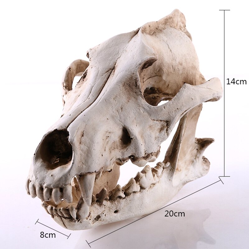 Wolf Schädel Skulptur Modell Wolf Hund Skelett Harz Simulation Ebene Schädel Modell Zu Hause Büro Bar Statue Dekor Handwerk Ornament