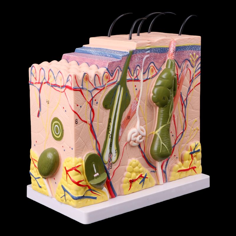 Menschlichen Haut Modell Block Vergrößert Kunststoff Anatomischen Anatomie Lehre Werkzeug vergrößert anatomisches modell