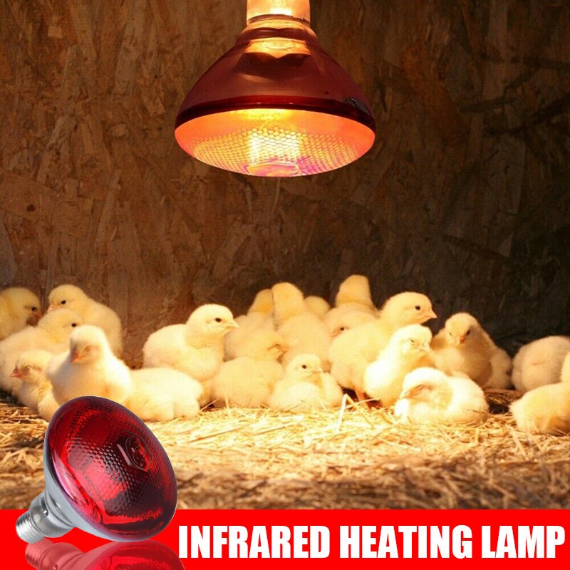 Lampe infrarouge 240V, étanche, pour couveuse de volaille, ampoule pour chiot, cochon, LKS99