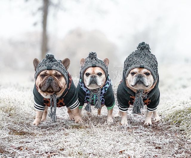 Efterår og vinter pels kugle holder varm og vindtæt puff bold strikning metode hund kæmper hat kæledyr hovedbeklædning