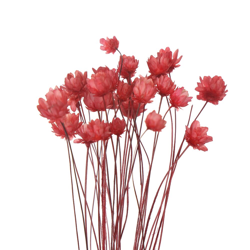 Flores secas frescas naturales de margaritas, ramo para la boda, decoración del hogar, Fondo de fotografía: 02