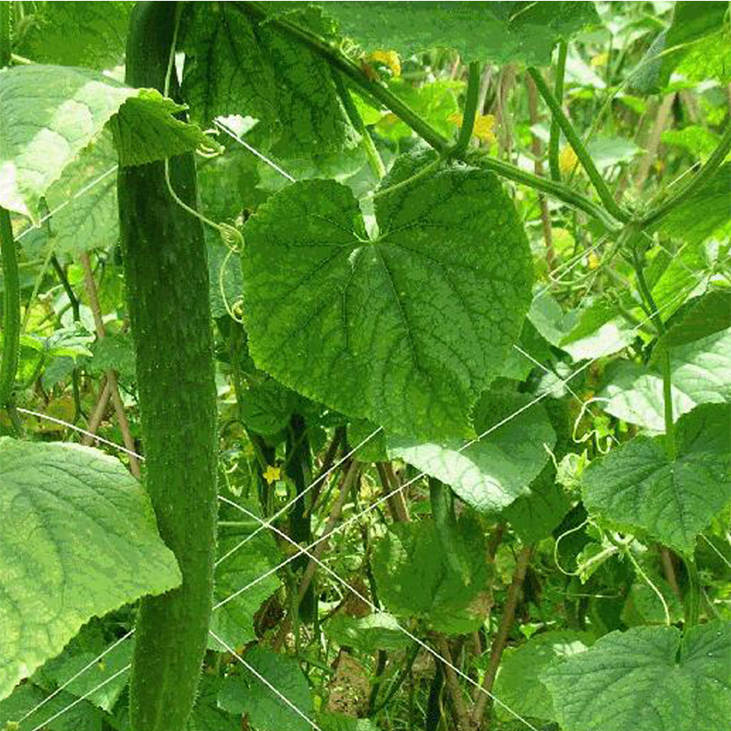 Gardening Tools Plant Climbing Growth Net Weaving Polyester Net Climbing Mesh Square Network Plant Trellis Netting Heavy-Duty