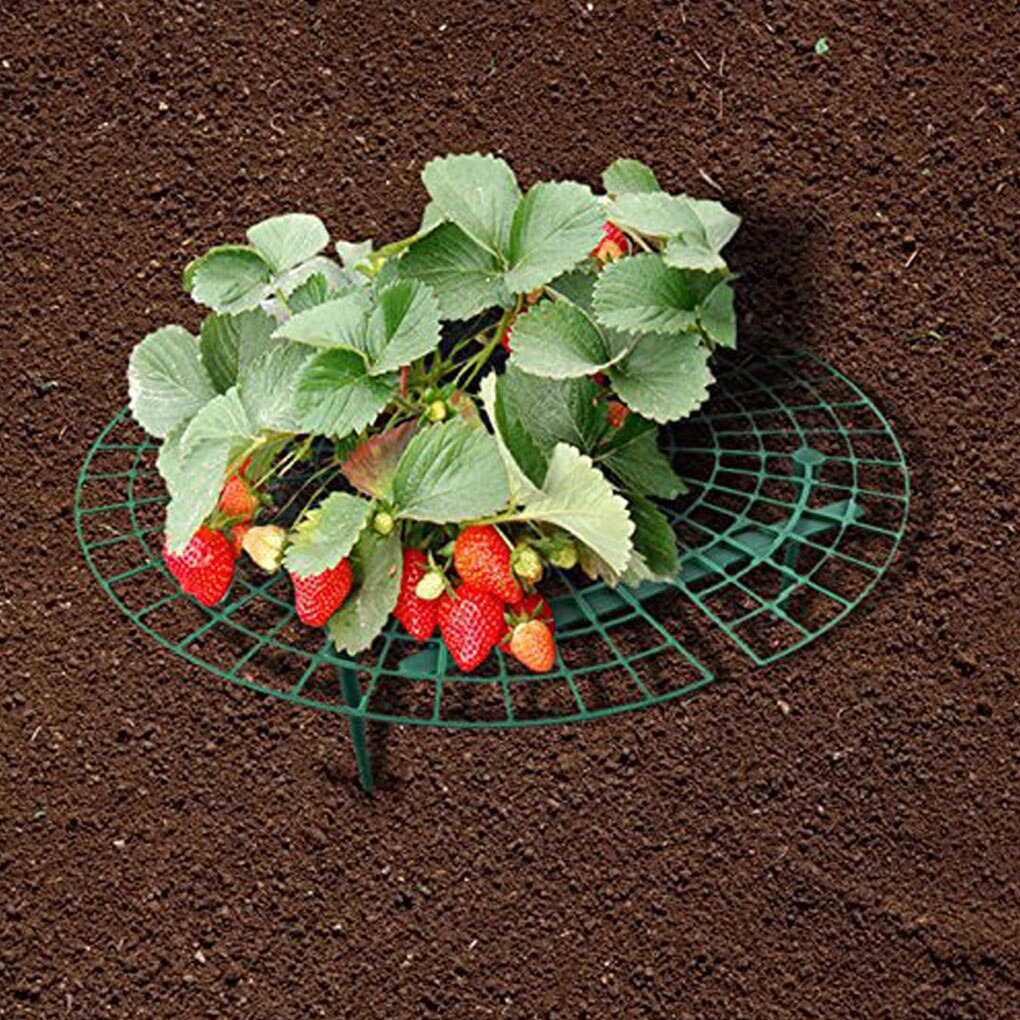 Fraise Support cadre Support balcon Support de plantation fruits Support plante fleur escalade vigne pilier Support jardinage Support