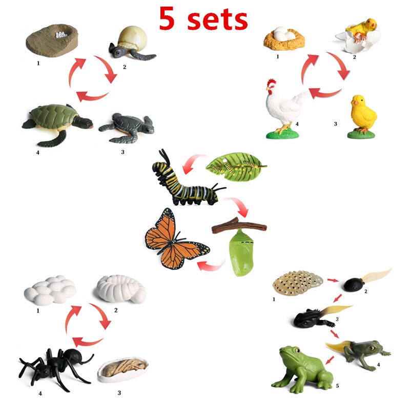 6 Sets Simulation Animal Life Cycle Growth Model Butterfly Frog Turtle Chick Ant Stencils Drawing Board Biology Teaching Tools: Chocolate