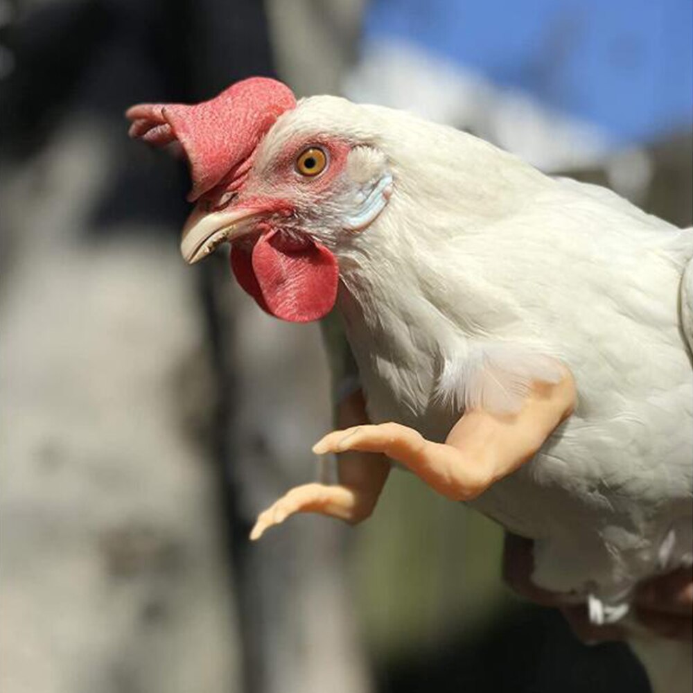 Arms For Chicken 3D Printed, Fist Arms Meme, Thumbs-Up Chicken Decoration