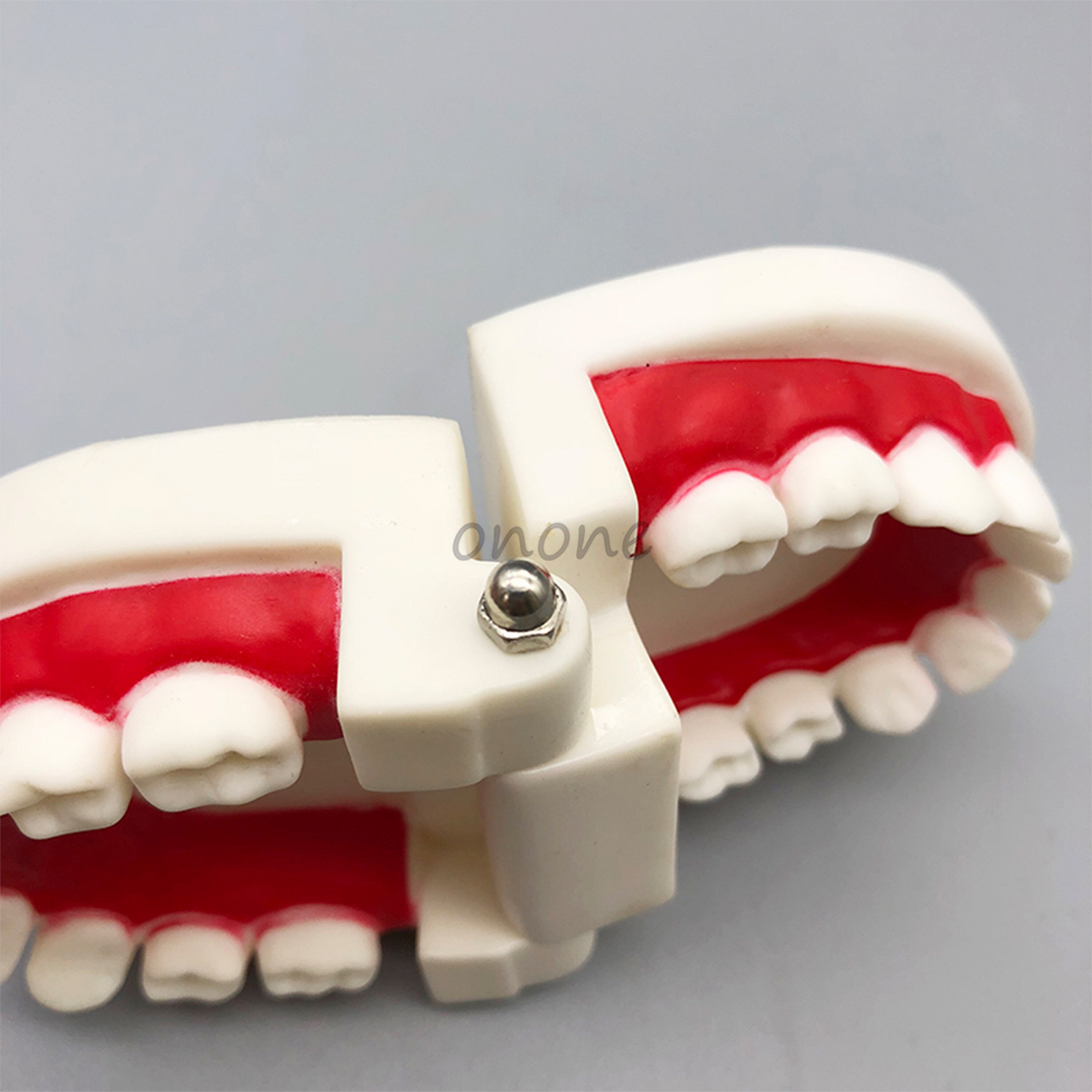 1pcs Good Children Teeth Model Teaching Tooth Model Dentist Student Learning Model