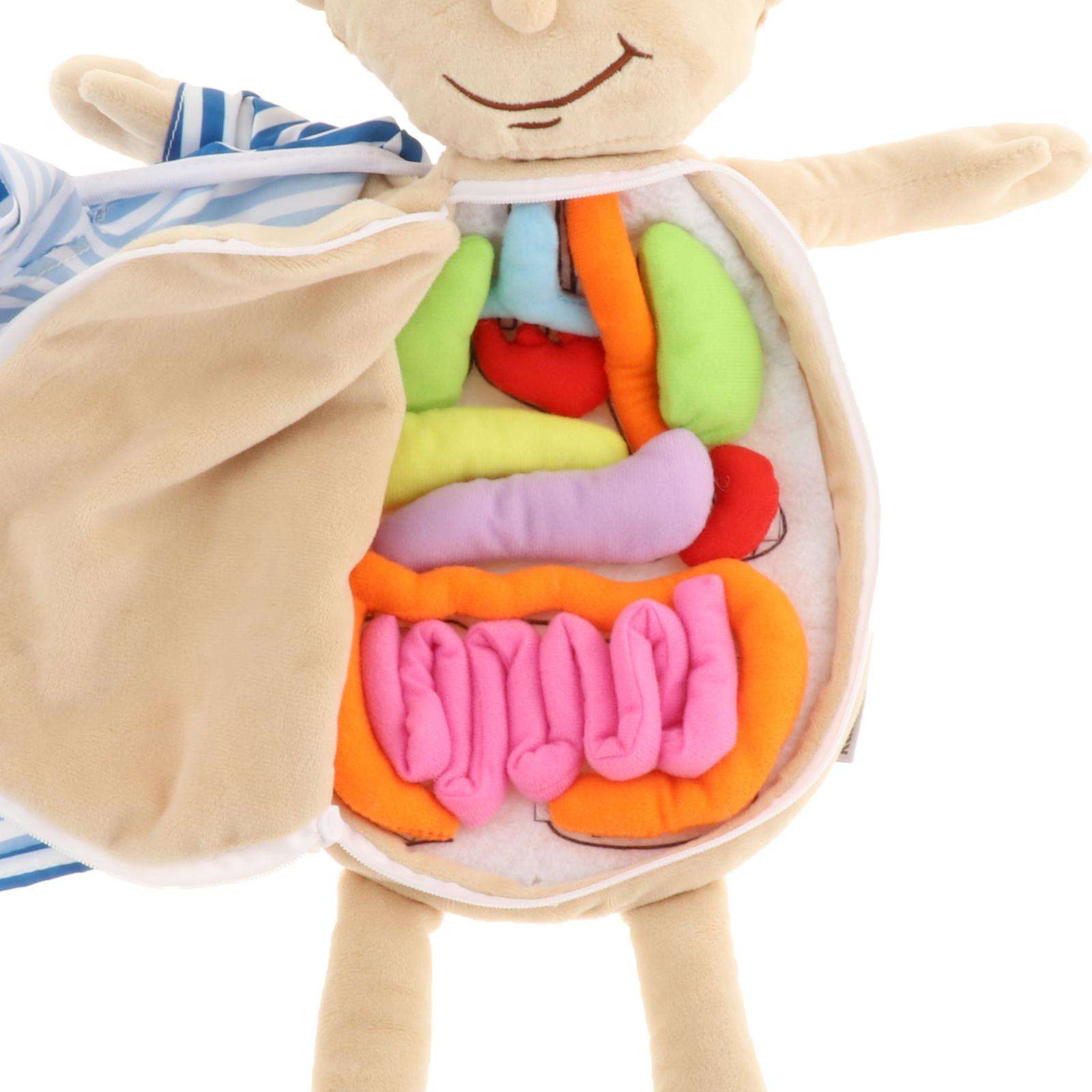 Modelo de anatomía del cuerpo humano, juguete de aprendizaje de ciencia, juguetes educativos para