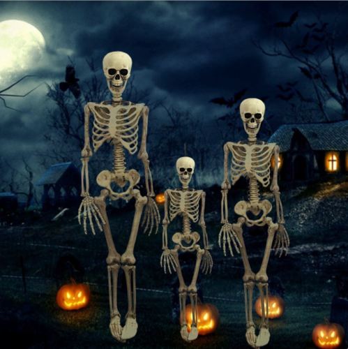 US Halloween Poseable Life Size Skeleton Party Prop Decor Human Anatomy Model