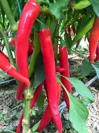 50 Pcs Chilean Pepper