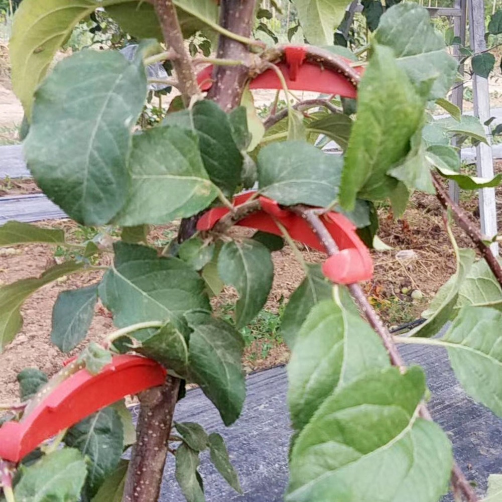 100 Uds. Doblador de ramas de árbol de Frutas de plástico, herramienta de jardín, dispositivo de fijación de ramas de árbol, modulador de planta, ajustador de troncos, herramientas bonsái