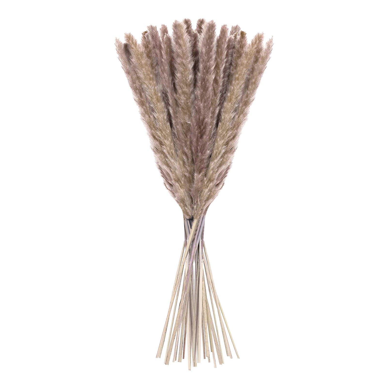 Roseaux séchés naturels de , 15 pièces, pour décoration de mariage, maison, DIY bricolage, 100% naturel, durée de conservation de plus d'un an: Brown