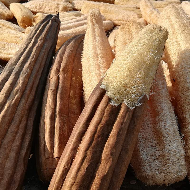 5 kpl luonnonmukaisia orgaanisia keittiön pesusieniä, suurikokoinen vartalon selänpesuaine miehille, naisille, aikuisille, kylpyläkauneudenhoitoon, kylpemiseen ja päivittäiseen hoitoon