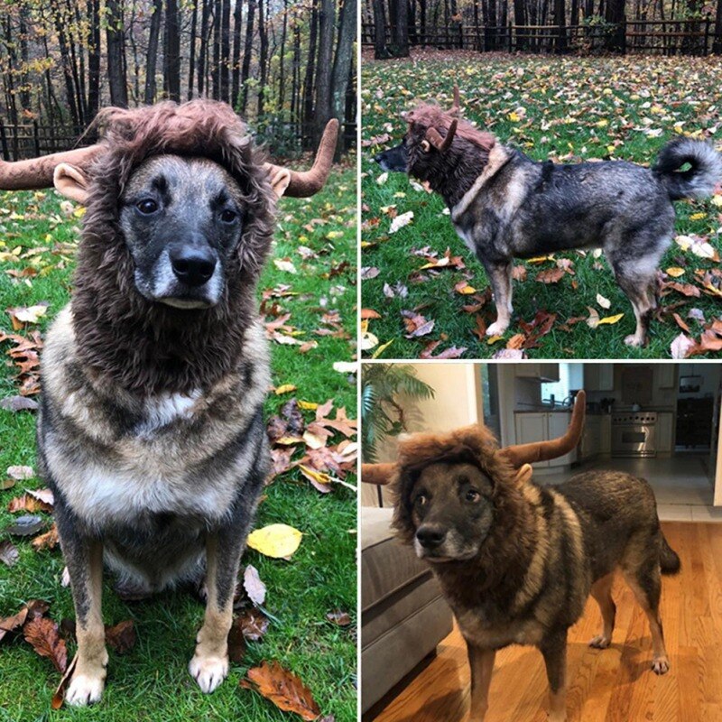 Perruque de déguisement en corne de taureau pour animaux de compagnie, déguisement, chapeau, décoration de fête pour chien, vêtements amusants pour la maison, fournitures de Festival pour animaux de compagnie