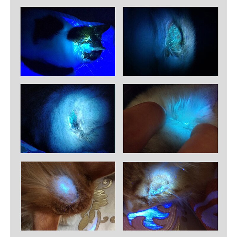 High-Powered Black Light UV Flashlight USB Rechargeable Blacklight Flashlights for Pet Urine Detection Scorpion Bed Bug