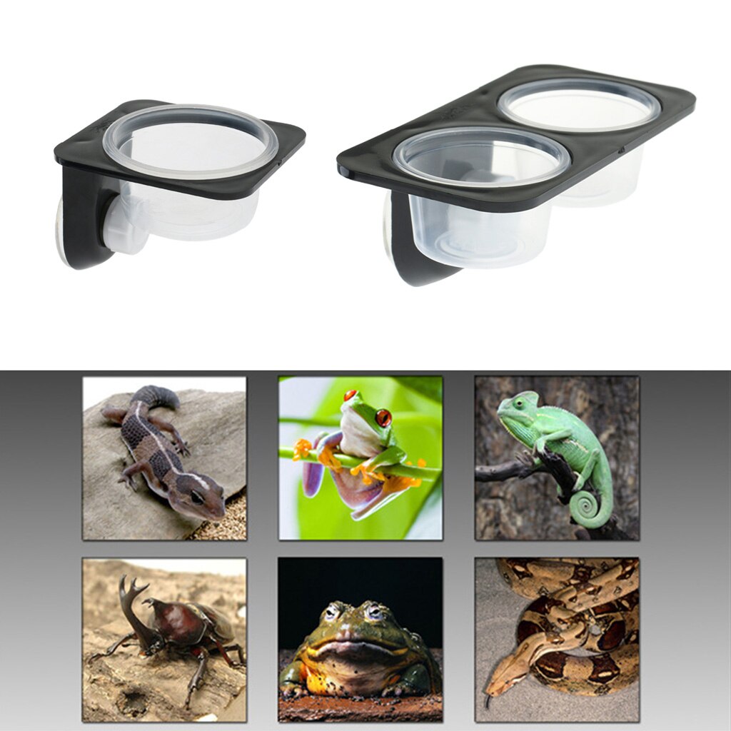 Reptiles et amphibiens lézard Gecko ventouse bols alimentaires conteneur alimentaire