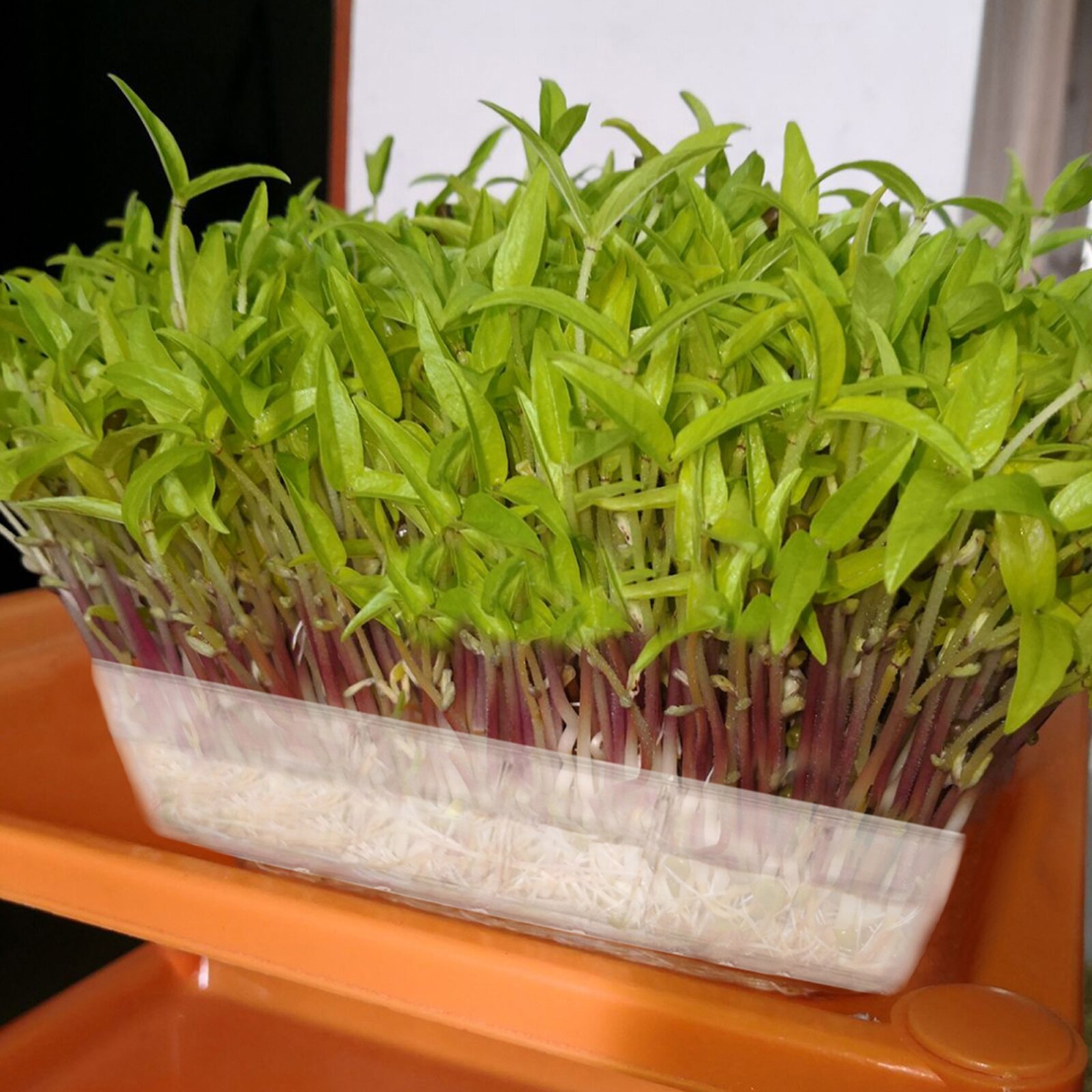 Semences Germoir Tray5/10Pcs En Plastique Transparent Germination Plateau pour Jardin Maison Bureau