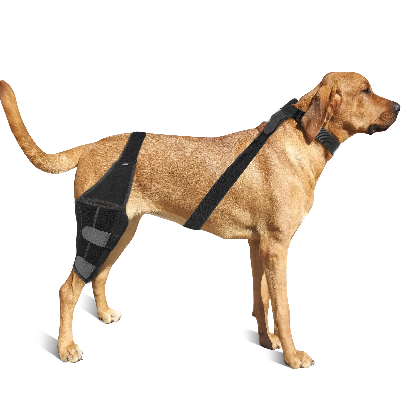 Huisdier Hond Verbanden Hond Blessure Been Knie Brace Bandbescherming Voor Honden Gewrichtsverband Wrap Doggy Medische Benodigdheden Honden Accessoires