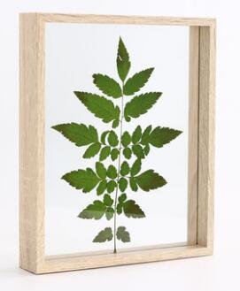 SUFEILE Plant specimen Picture frame 6 inch solid wood decorative frame DIY wood High-definition glass frame D50: Wood color / 8 inch